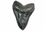 Serrated, Fossil Megalodon Tooth - South Carolina #328979-1